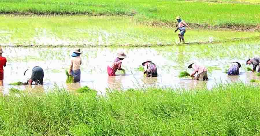 ဧရာဝတီတိုင်းတွင် မိုးသီးနှံစိုက်ပျိုးမှု ၂ ဆခန့် လျော့ကျ