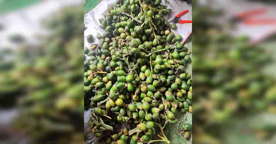 ဘဏ်တွင် ငွေထုတ်မရသဖြင့် မြိတ်က ကွမ်းသီးနုအဝယ်ဒိုင်များ အရောင်းအဝယ်ရပ်နား