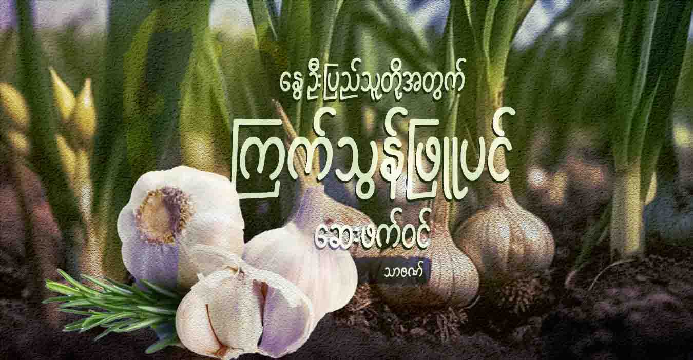 နွေဦးပြည်သူတို့အတွက် ကြက်သွန်ဖြူပင် ဆေးဖက်ဝင်