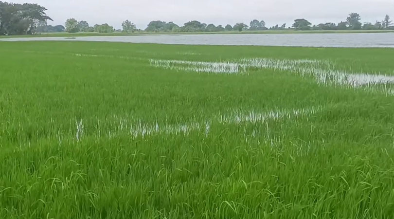 မင်းလှတွင် မိုးသည်းထန်ပြီး မြစ်ရေတက်မှုကြောင့် မိုးစပါးဧက ၂,၀၀၀ ကျော် ရေနစ်မြုပ်