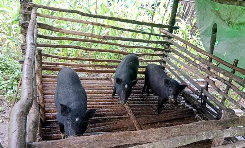 ဖရူဆို စစ်ရှောင်စခန်းတွင် ဝက်နာကျရောဂါကြောင့် ဝက်အကောင်ရေ ၃၀၀ ကျော် သေဆုံး