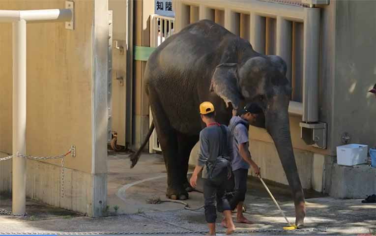 ကန့်ကွက်နေသည့်ကြားက မြန်မာဆင် ၄ ကောင် ဂျပန်နိုင်ငံ ရောက်ရှိ