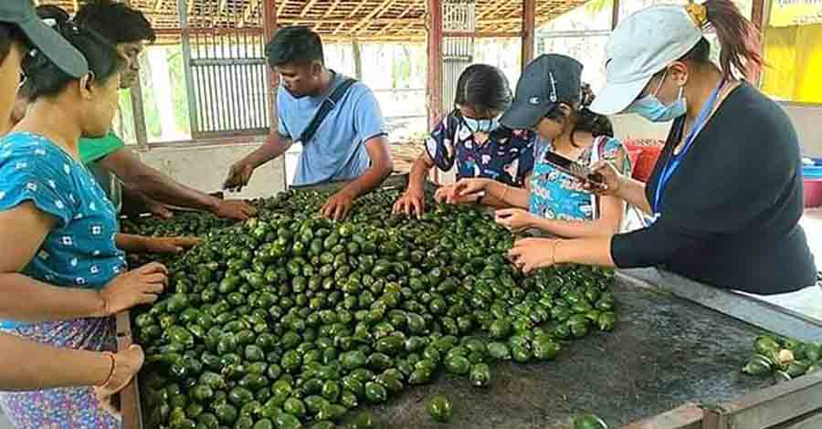 ဧရာဝတီတိုင်းတွင် ကွမ်းသီးအနုဈေး ကျဆင်း၊ စိုက်ပျိုးရောင်းဝယ်သူများ အခက်တွေ့