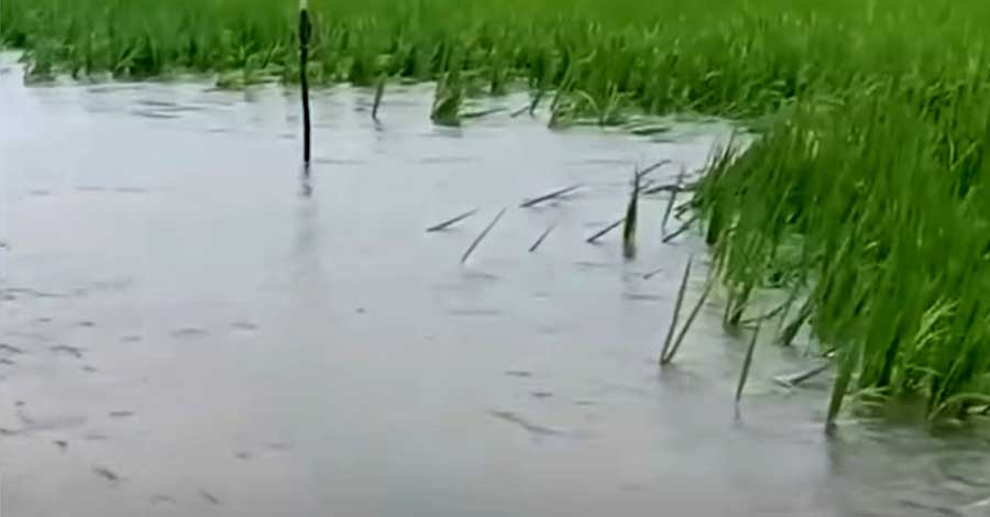 ကရင်ပြည်နယ်၌ မိုးစပါးဧက ၁၁၀၀၀ ကျော် ရေကြီးနစ်မြုပ်ပြီး ပြန်လည်မစိုက်ပျိုးနိုင်