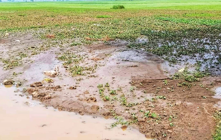 ဧရာဝတီတိုင်းတွင် ရေကြီးမှုကြောင့် ဆီထွက်သီးနှံ ဧကထောင်ချီ ပျက်စီးဆုံးရှုံး