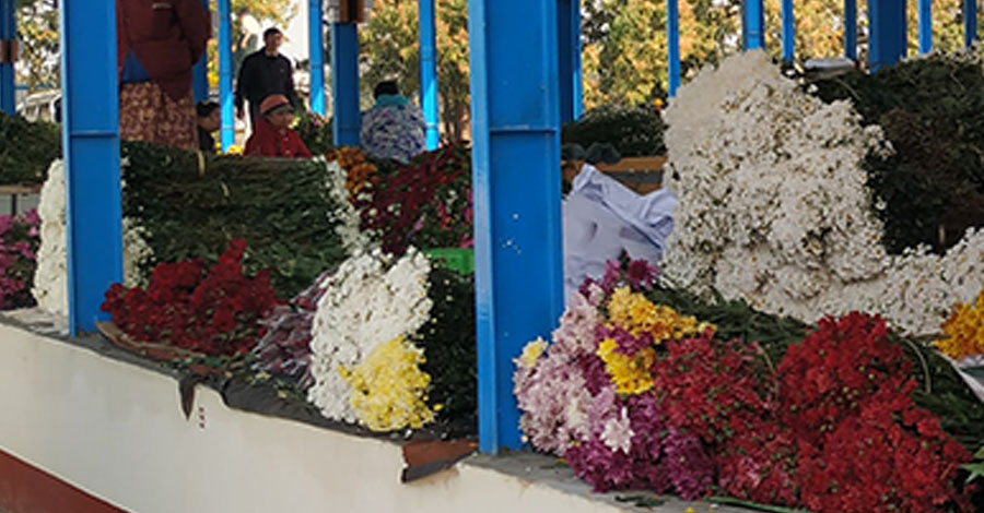 စက်သုံးဆီ အခက်အခဲကြောင့် နှင်းဆီပန်းကားများ အချိန်မီမရောက်၊ ရရာဈေးဖြင့် ရောင်းနေရ