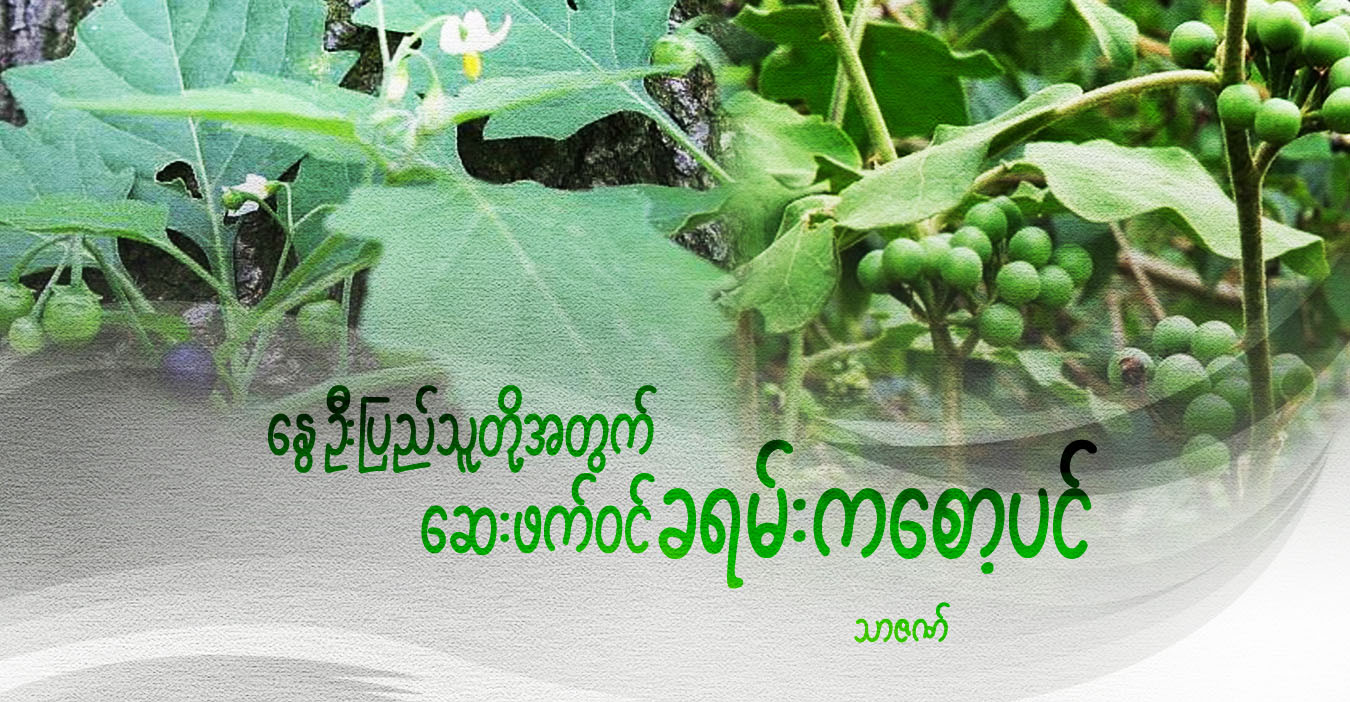 နွေဦးပြည်သူတို့အတွက် ခရမ်းကစော့ပင် ဆေးဖက်ဝင်