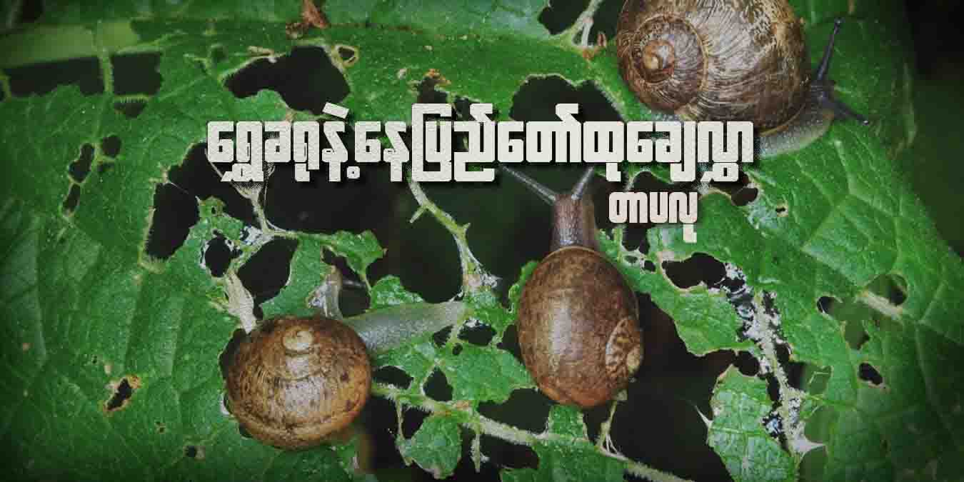 ရွှေခရုနဲ့ နေပြည်တော်ထုချေလွှာ