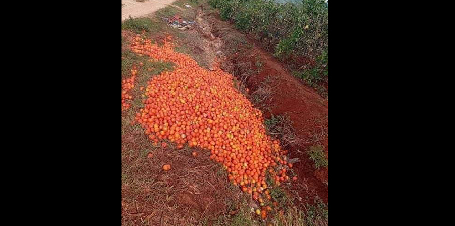 ရန်ကုန်တွင် ခရမ်းချဉ်သီးတပိဿာ ၂၅၀၀ အထိရှိသော်လည်း တောင်သူများ ကျပ် ၃၀၀ သာရ