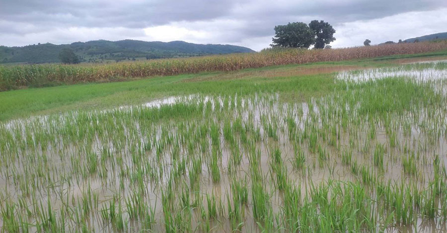ညောင်ရွှေတွင် ရေကြီးပြီး လယ်ဧက ၃,၀၀၀ ကျော် နစ်မြုပ်
