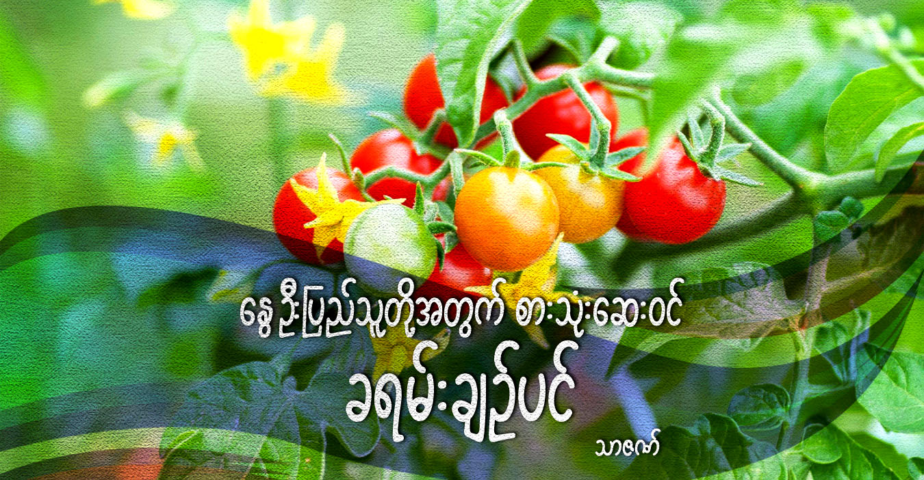 နွေဦးပြည်သူတို့အတွက် စားသုံးဆေးဝင် ခရမ်းချဉ်ပင်