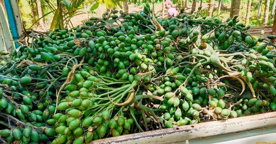 ဧရာဝတီတိုင်းတွင် ကွမ်းသီးအနုဈေးအဆမတန်ကျသဖြင့် စိုက်ပျိုးသူနှင့်ရောင်းဝယ်သူများ အခက်တွေ့