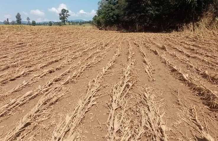 ရပ်စောက်မြို့နယ်၌ ပြောင်းခြံ ဧက ၁၀၀၀ကျော် ရေနစ်မြုပ်ပျက်စီး