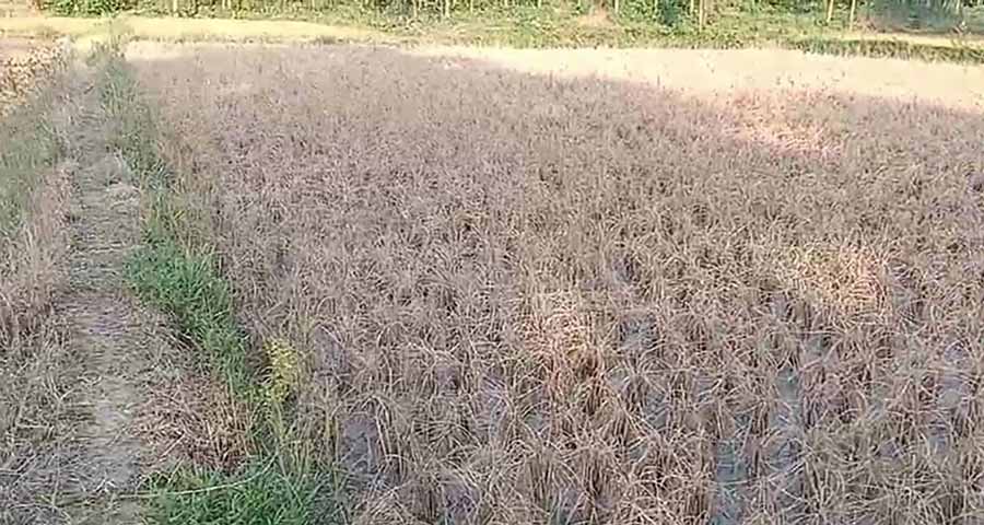 ကရင်ပြည်နယ်အတွင်း မိုးစပါးခင်းများ ပိုးကျရောက်သဖြင့် ပျက်စီး