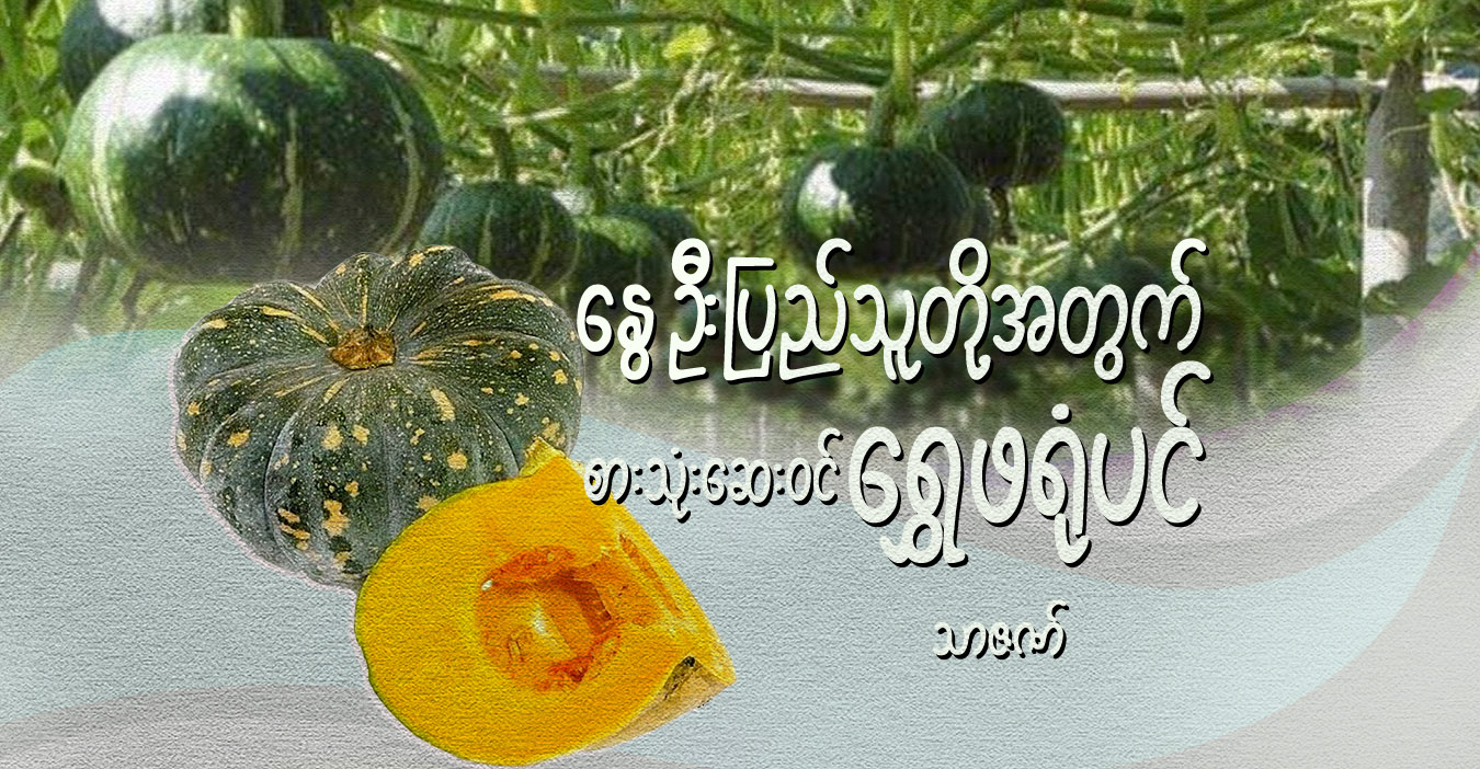 နွေဦးပြည်သူတို့အတွက် စားသုံးဆေးဝင် ရွှေဖရုံပင်