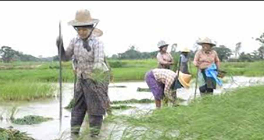 ရေဘေးသင့်ဒေသများကို အတိုးမဲ့ စိုက်စရိတ်ချေးငွေ ၁ ဘီလီယံ ချေးရန် စီစဉ်
