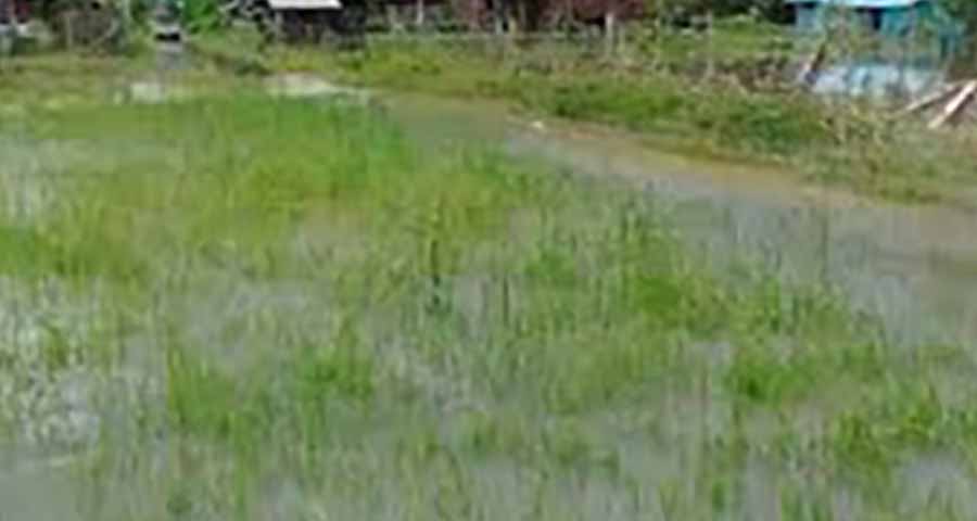 ဒီးမော့ဆိုတွင် စပါးခင်း ဧက ၅,၀၀၀ ကျော် ရေလွှမ်းခံရပြီး ပျက်စီး