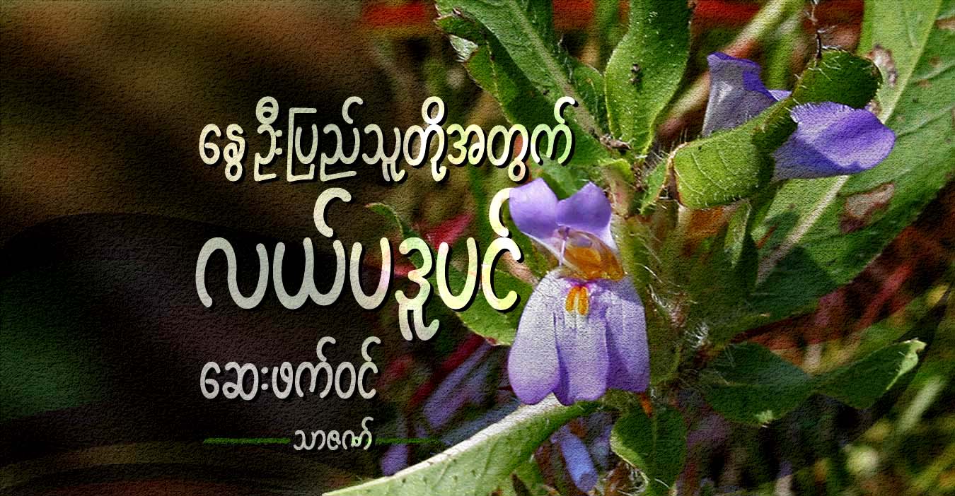 နွေဦးပြည်သူတို့အတွက် လယ်ပဒူပင် ဆေးဖက်ဝင်