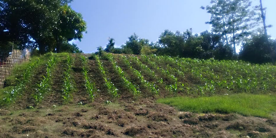 စိုက်ပျိုးစရိတ်ကြီးမှုကြောင့် ရခိုင်က ဆောင်းသီးနှံစိုက်တောင်သူများ ဧကလျှော့စိုက်ပျိုး