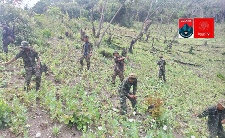 တီးတိန်တွင် ဘိန်းစိုက်ခင်းဧက ၂၀ ကျော်ကို တော်လှန်ရေးတပ်ဖွဲ့များ ဖျက်ဆီး