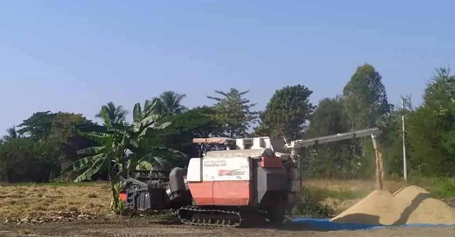 ပင်လောင်းဒေသခံများ၏ စပါးဧက ၁,၀၀၀ ကျော် စစ်တပ်နှင့် PNO ရိတ်ပြီးယူသွား