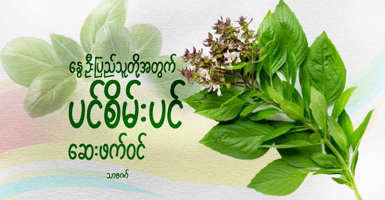 နွေဦးပြည်သူတို့အတွက် ပင်စိမ်းပင် ဆေးဖက်ဝင်
