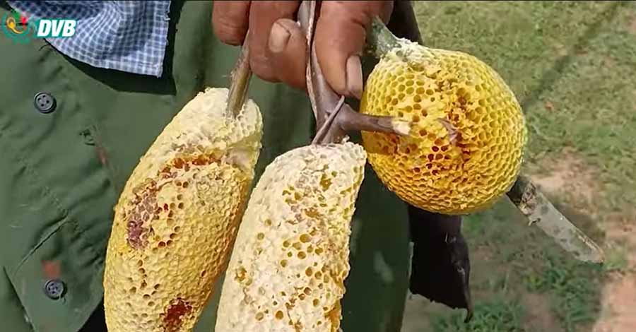 ပုဂံဒေသခံတွင် စားဝတ်နေရေးကျပ်တည်းမှုကြောင့် တောပျားရှာသူ များလာ  