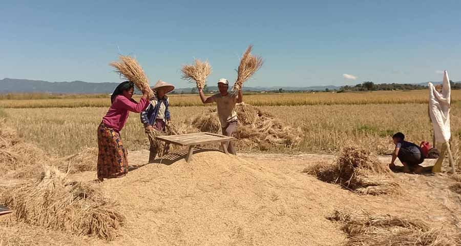 တိုက်ပွဲကြောင့် မိုးဗြဲဒေသခံများ အလုအယက် စပါးရိတ်သိမ်းနေရ