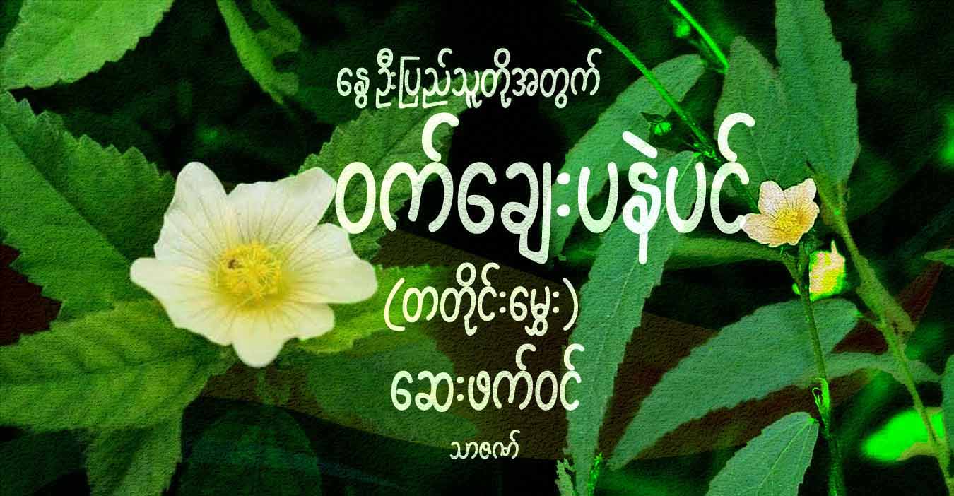 နွေဦးပြည်သူတို့အတွက် ဝက်ချေးပနဲပင် (တတိုင်းမွှေး) ဆေးဖက်ဝင်