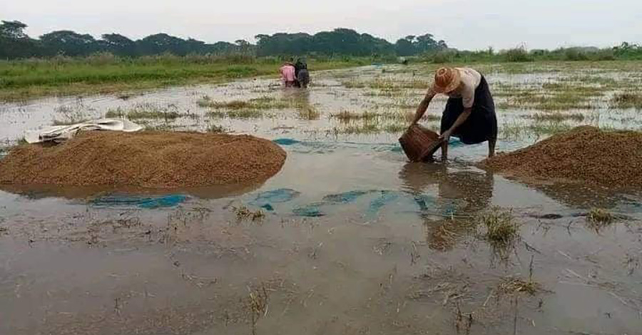 ဧရာဝတီတိုင်းတွင် မိုးစပါးအထွက်နှုန်း ကျဆင်းသဖြင့် တောင်သူများ အခက်အခဲဖြစ်
