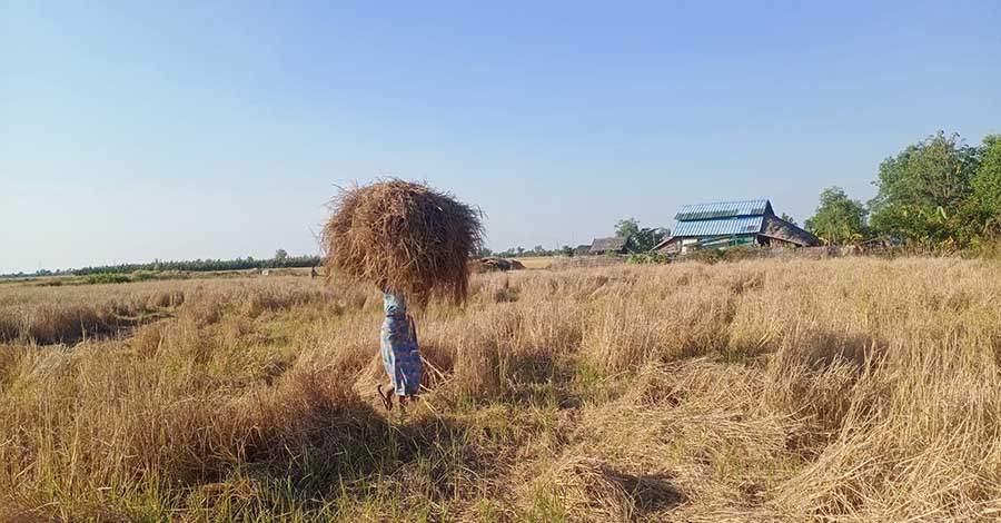 ရခိုင်တွင် ယခုနှစ် မိုးစပါးအထွက်နှုန်း ကျဆင်း