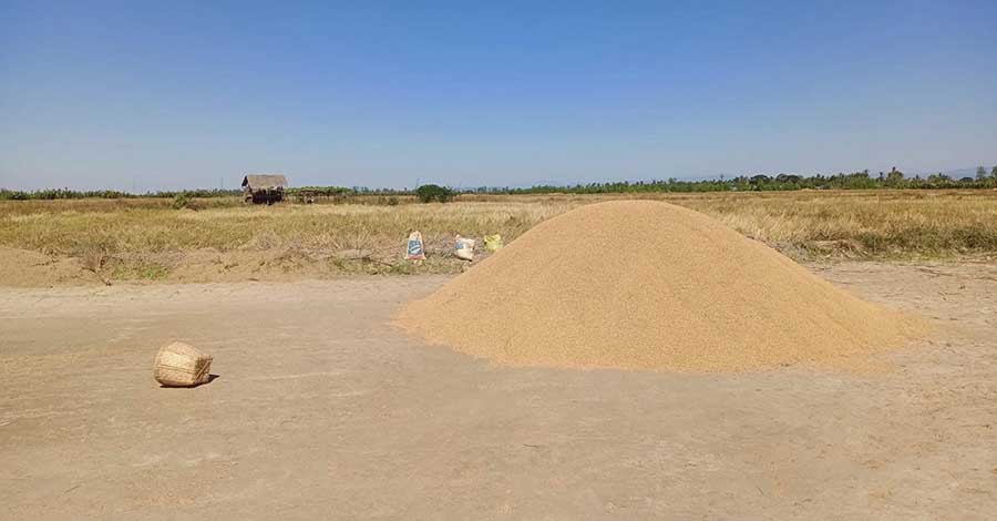ရခိုင်တွင် မိုးစပါး ဈေးကောင်းမရ၊ ပေါ်ဆန်းမွှေး ဝယ်သူမရှိသလောက် ဖြစ်နေ
