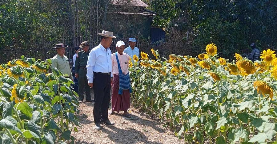 နေကြာမစိုက်သည့်တောင်သူများကို လယ်သိမ်းမည်ဟု ဧရာဝတီတိုင်းဝန်ကြီးချုပ် ခြိမ်းခြောက်