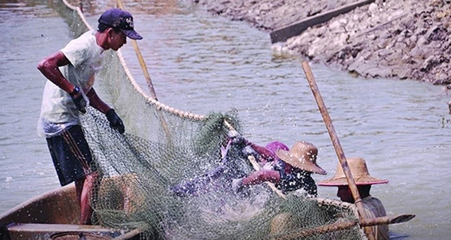 ပြည်တွင်း၊ ပြည်ပ ငါးဈေးကွက် ထုတ်လုပ်မှု ကျဆင်းလာ