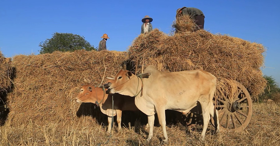 ဂန့်ဂေါနယ်တွင် စပါးအထွက်နှုန်းကျပြီး ဝယ်သူများနေ