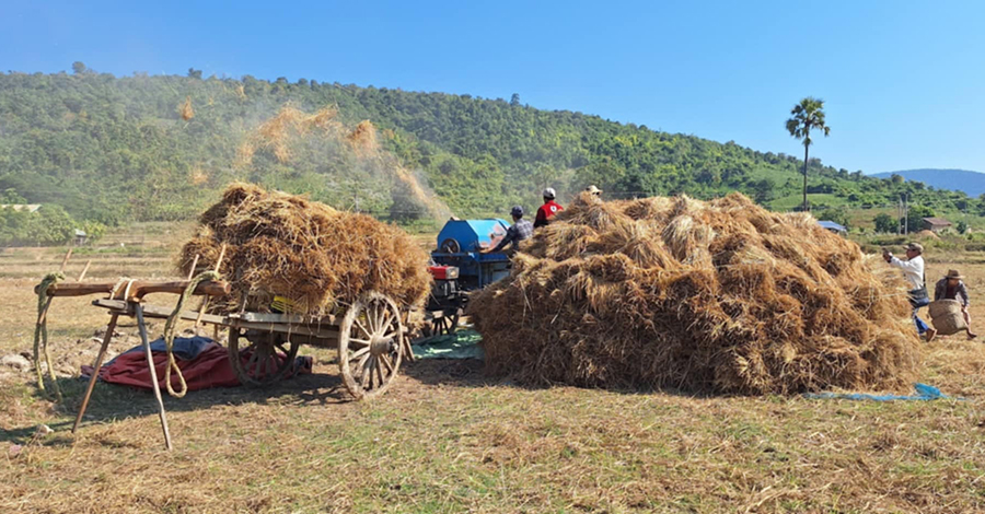 ထီးချိုင့်တွင် စပါးဝယ်သူမလာသဖြင့် တောင်သူများ အခက်တွေ့