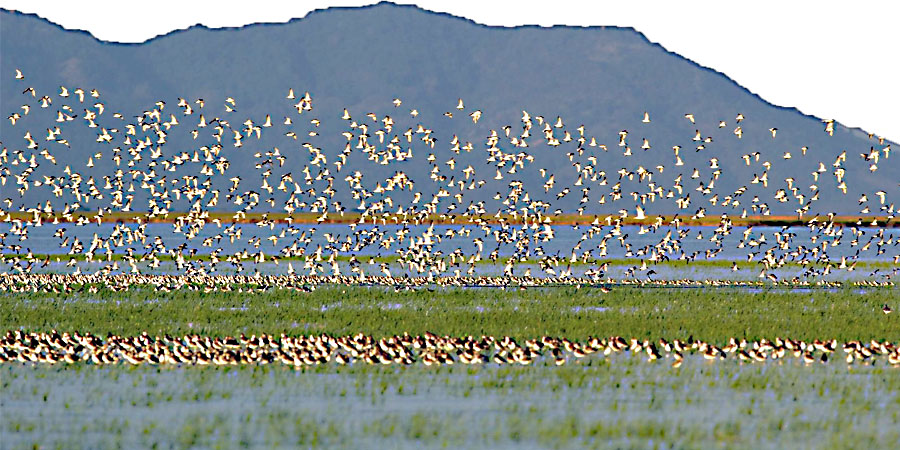 မွန်ပြည်နယ်တွင် နယ်မြေမတည်ငြိမ်မှုကြောင့် ဆောင်းခိုငှက်ကြည့်သူ နည်းပါးလာ