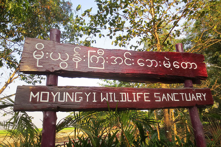 မိုးယွန်းကြီးအင်းတွင် ဆောင်းခိုငှက်ဝင်ရောက်မှုနည်းပါး 