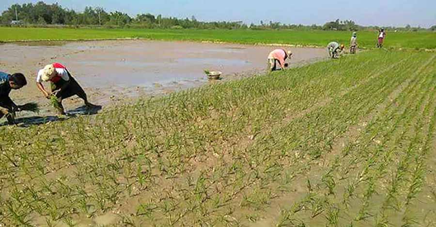 မြောင်းမြတွင် ဘဏ်ချေးငွေ ပြန်မဆပ်လျှင် လယ်သိမ်းမည်ဟု ကျေးရွာအုပ်ချုပ်ရေးမှူးက ခြိမ်းခြောက်