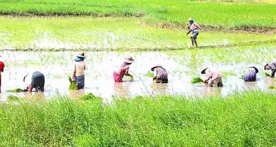 ဧရာဝတီတိုင်းတွင် လယ်သမားများထံမှ ကိုဗစ်ချေးငွေ ခြိမ်းခြောက်တောင်းယူ