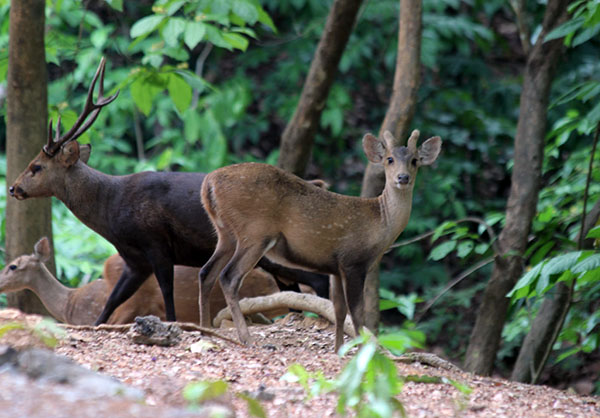 ေတာရိုင္းတိရစာၦန္ ရွားပါးလာမႈေၾကာင့္ ျပသရန္ အခက္ႀကံဳ
