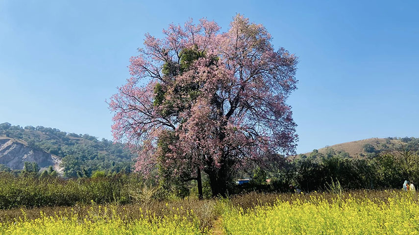 တောင်ကြီးမြို့၏သင်္ကေတ ချယ်ရီပန်းများပွင့်လန်းနေသည့် မြင်ကွင်း (ဓာတ်ပုံ)