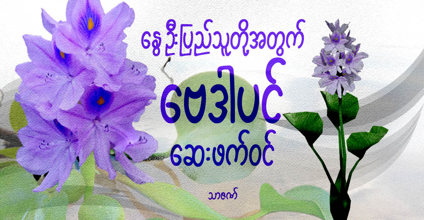 နွေဦးပြည်သူတို့အတွက် ဗေဒါပင် ဆေးဖက်ဝင်