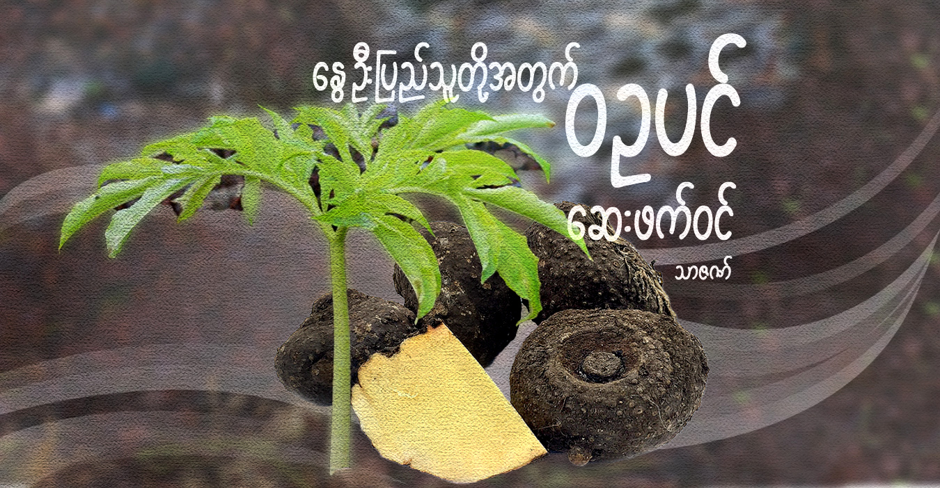 နွေဦးပြည်သူတို့အတွက် ဝဥပင် ဆေးဖက်ဝင်