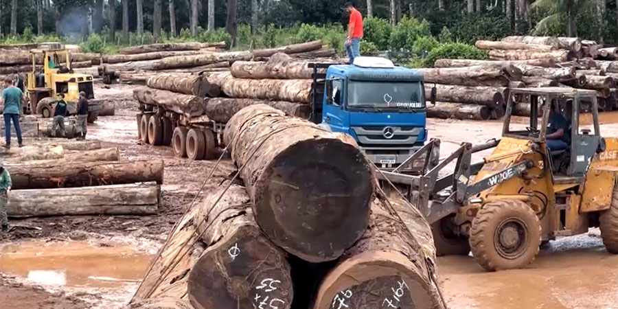 အမေဇုန်တောအတွင်း တရားမဝင် သစ်ထုတ်မှုကို ဘရာဇီးအစိုးရ နှိမ်နင်း