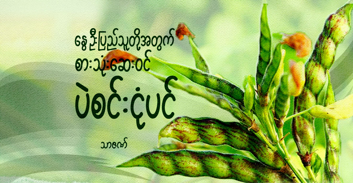 နွေဦးပြည်သူတို့အတွက် စားသုံးဆေးဝင် ပဲစင်းငုံပင်