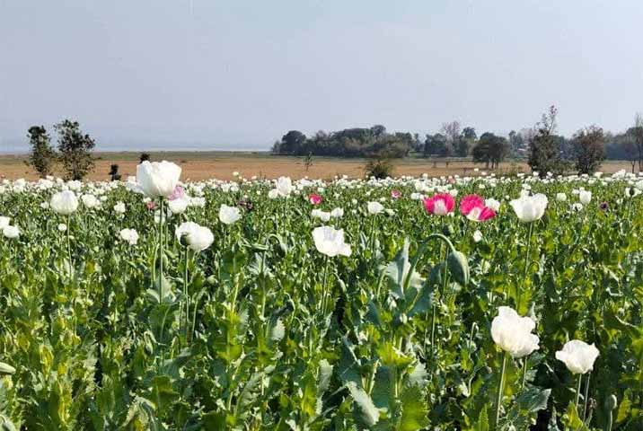 ရှမ်းတောင်ထွက် ဘိန်းမည်း တပိဿာ ကျပ် ၁၀ သိန်းအထိ စျေးကောင်းရ