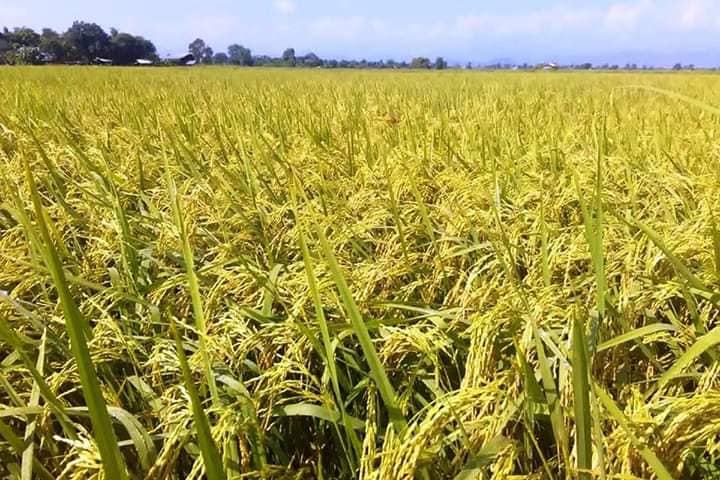 ဧရာဝတီတိုင်းတွင် တိုက်ပွဲများကြောင့် မရိတ်သိမ်းနိုင်သည့် စပါးဧကသောင်းချီကျန်နေ