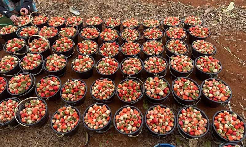 ရှမ်းတောင်ထွက်စတော်ဘယ်ရီသီး စျေးကောင်းရနေ
