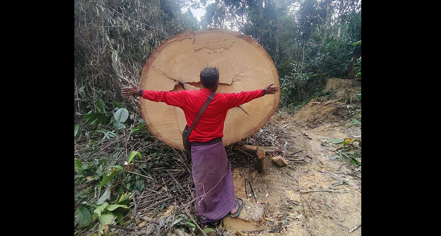 ရခိုင်ရိုးမတောင်တန်းတွင် တရားမဝင်သစ်ထုတ်လုပ်မှုများကို AA က ပိတ်ပင်